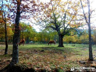 La Dehesa Bonita - Abedular de Somosierra_ senderismo en la sierra de madrid